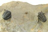 Three Species Trilobite Association (Cyphaspis, Morcops & Gerastos) #350533-16